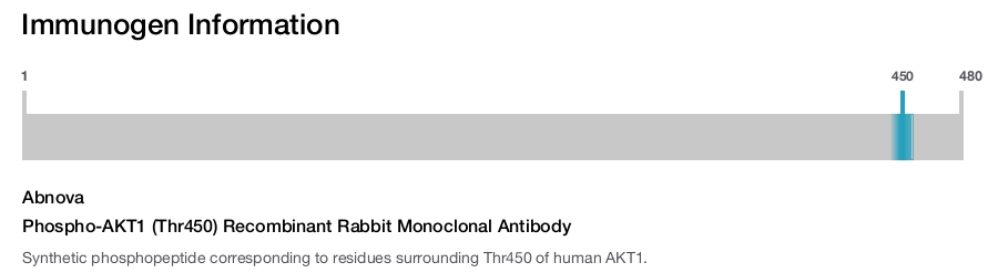 Phospho-AKT1 (Thr450) Recombinant Rabbit Monoclonal Antibody