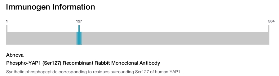 Phospho-YAP1 (Ser127) Recombinant Rabbit Monoclonal Antibody