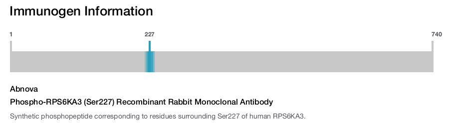 Phospho-RPS6KA3 (Ser227) Recombinant Rabbit Monoclonal Antibody