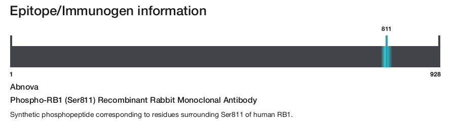 Phospho-RB1 (Ser811) Recombinant Rabbit Monoclonal Antibody