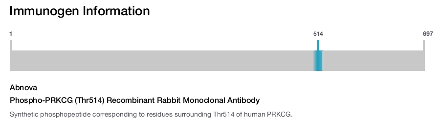 Phospho-PRKCG (Thr514) Recombinant Rabbit Monoclonal Antibody