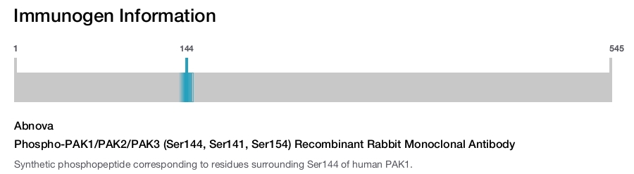 Phospho-PAK1/PAK2/PAK3 (Ser144, Ser141, Ser154) Recombinant Rabbit Monoclonal Antibody