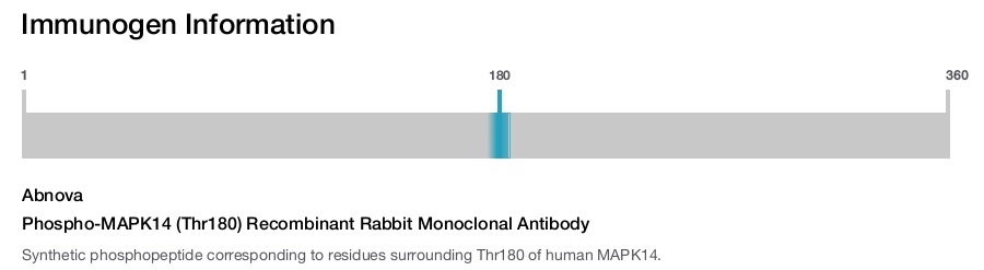 Phospho-MAPK14 (Thr180) Recombinant Rabbit Monoclonal Antibody