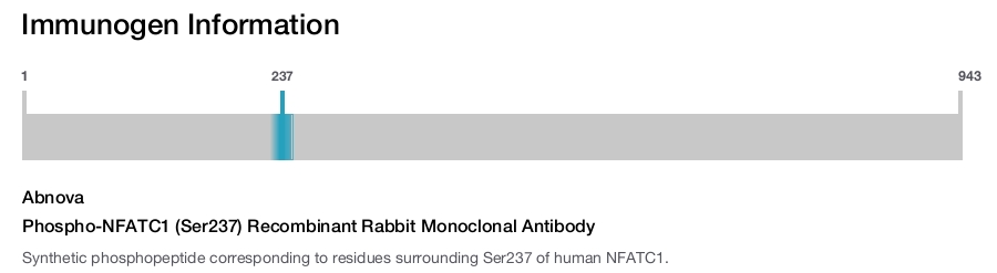 Phospho-NFATC1 (Ser237) Recombinant Rabbit Monoclonal Antibody