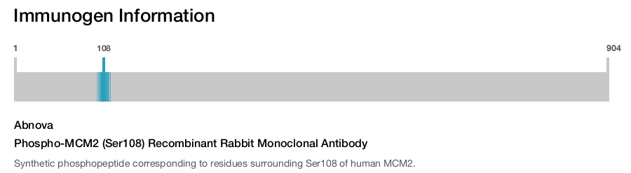 Phospho-MCM2 (Ser108) Recombinant Rabbit Monoclonal Antibody