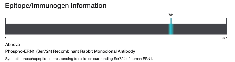 Phospho-ERN1 (Ser724) Recombinant Rabbit Monoclonal Antibody