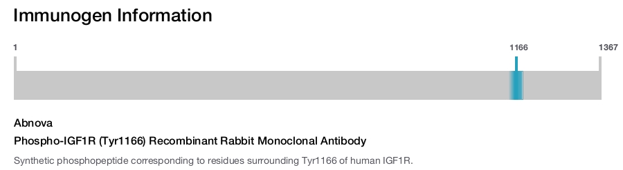 Phospho-IGF1R (Tyr1166) Recombinant Rabbit Monoclonal Antibody