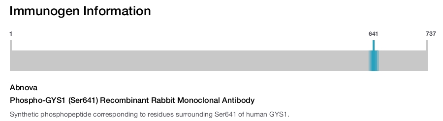 Phospho-GYS1 (Ser641) Recombinant Rabbit Monoclonal Antibody