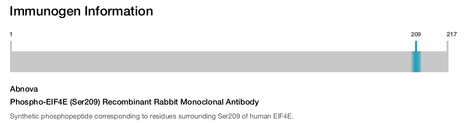 Phospho-EIF4E (Ser209) Recombinant Rabbit Monoclonal Antibody