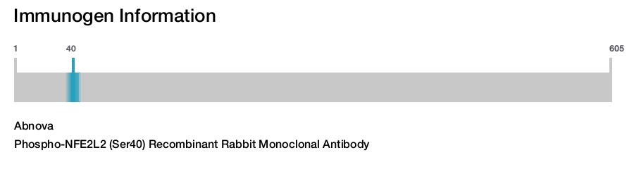 Phospho-NFE2L2 (Ser40) Recombinant Rabbit Monoclonal Antibody