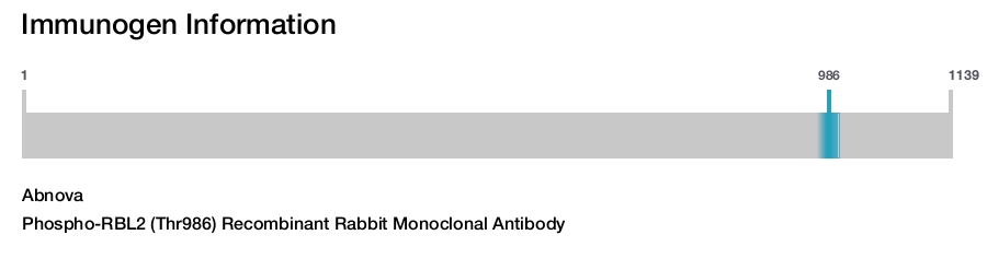 Phospho-RBL2 (Thr986) Recombinant Rabbit Monoclonal Antibody
