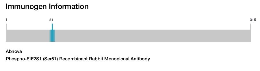 Phospho-EIF2S1 (Ser51) Recombinant Rabbit Monoclonal Antibody