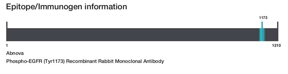 Phospho-EGFR (Tyr1173) Recombinant Rabbit Monoclonal Antibody