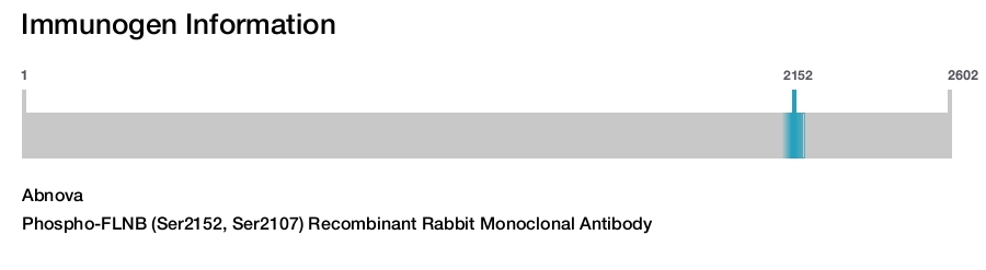 Phospho-FLNB (Ser2152, Ser2107) Recombinant Rabbit Monoclonal Antibody