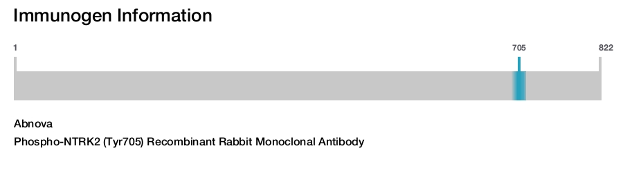 Phospho-NTRK2 (Tyr705) Recombinant Rabbit Monoclonal Antibody