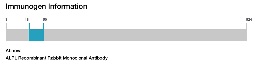 ALPL Recombinant Rabbit Monoclonal Antibody