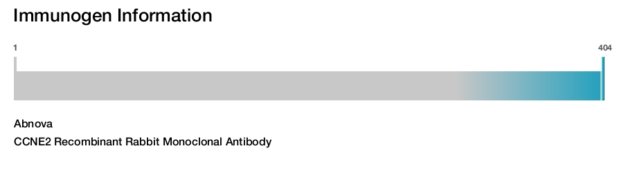 CCNE2 Recombinant Rabbit Monoclonal Antibody