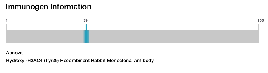 Hydroxyl-H2AC4 (Tyr39) Recombinant Rabbit Monoclonal Antibody