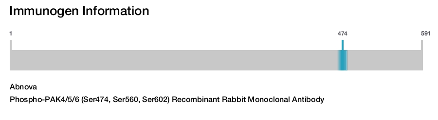 Phospho-PAK4/5/6 (Ser474, Ser560, Ser602) Recombinant Rabbit Monoclonal Antibody