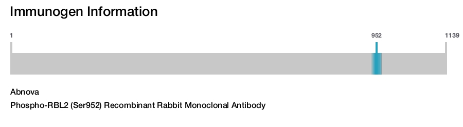 Phospho-RBL2 (Ser952) Recombinant Rabbit Monoclonal Antibody