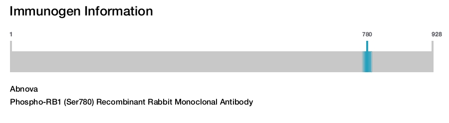 Phospho-RB1 (Ser780) Recombinant Rabbit Monoclonal Antibody