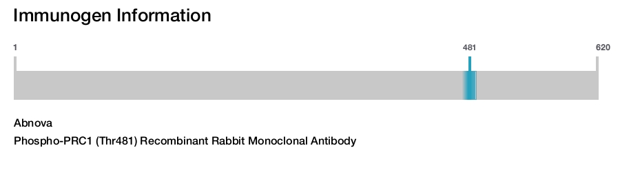 Phospho-PRC1 (Thr481) Recombinant Rabbit Monoclonal Antibody