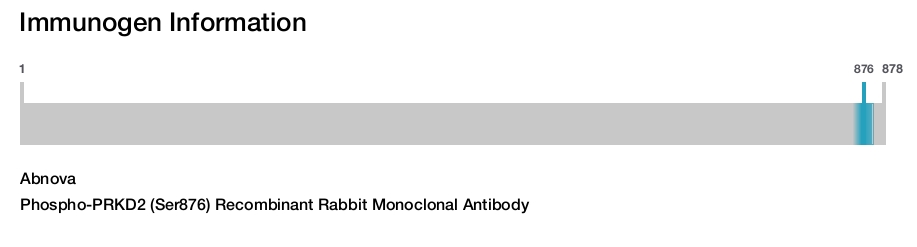 Phospho-PRKD2 (Ser876) Recombinant Rabbit Monoclonal Antibody