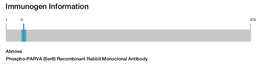 Phospho-PARVA (Ser8) Recombinant Rabbit Monoclonal Antibody