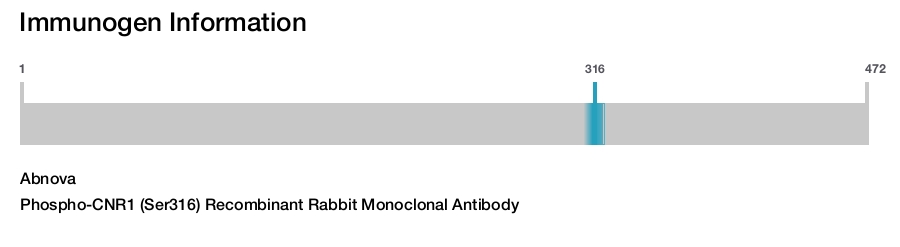 Phospho-CNR1 (Ser316) Recombinant Rabbit Monoclonal Antibody