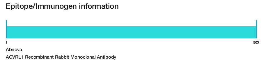 ACVRL1 Recombinant Rabbit Monoclonal Antibody
