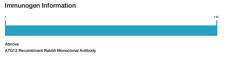 ATG12 Recombinant Rabbit Monoclonal Antibody