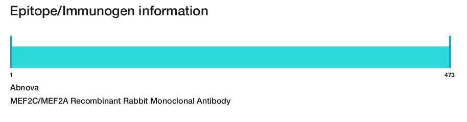 MEF2C/MEF2A Recombinant Rabbit Monoclonal Antibody