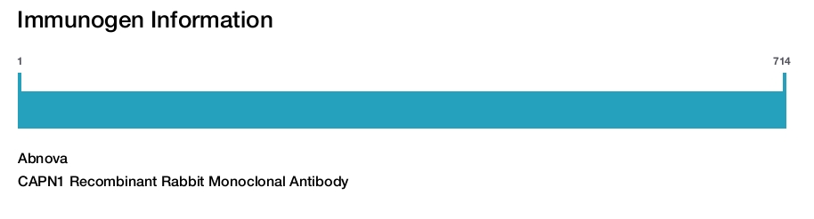 CAPN1 Recombinant Rabbit Monoclonal Antibody