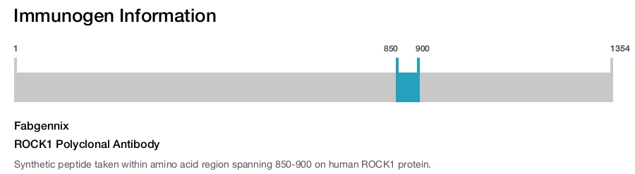 ROCK1 Polyclonal Antibody