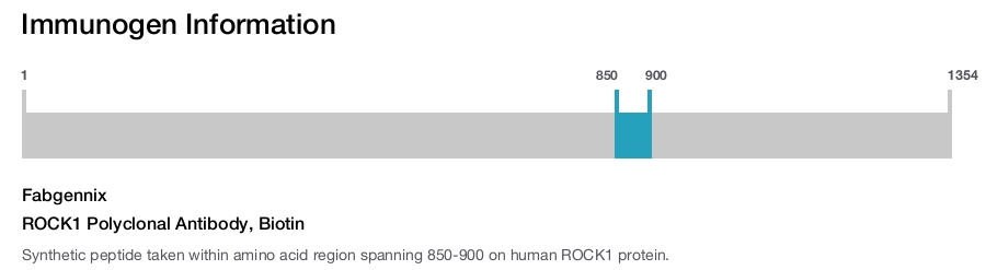 ROCK1 Polyclonal Antibody, Biotin