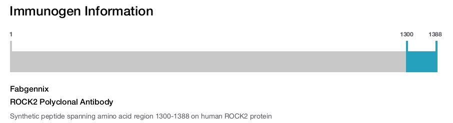 ROCK2 Polyclonal Antibody