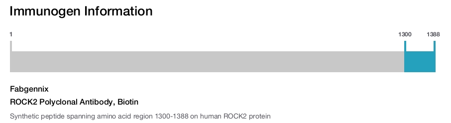 ROCK2 Polyclonal Antibody, Biotin