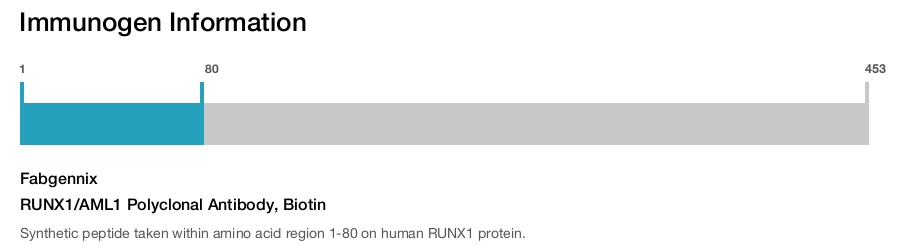RUNX1/AML1 Polyclonal Antibody, Biotin
