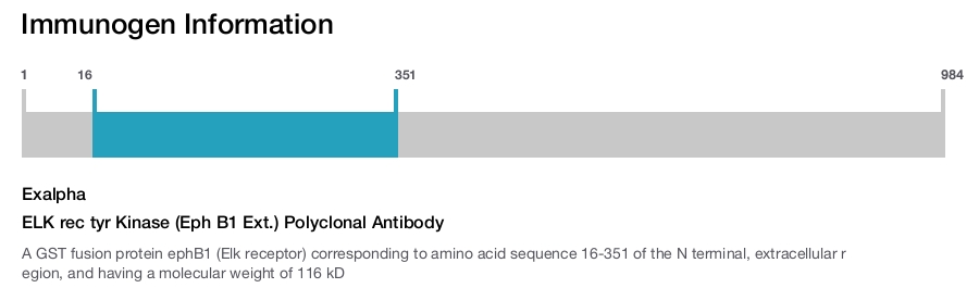 ELK rec tyr Kinase (Eph B1 Ext.) Polyclonal Antibody