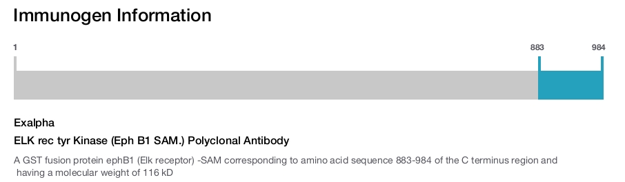 ELK rec tyr Kinase (Eph B1 SAM.) Polyclonal Antibody