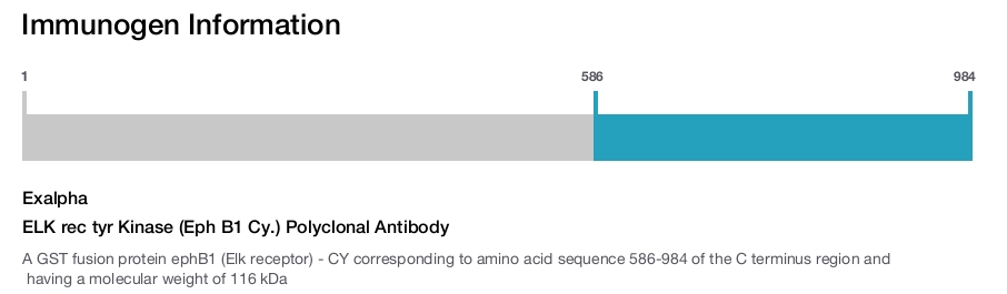 ELK rec tyr Kinase (Eph B1 Cy.) Polyclonal Antibody