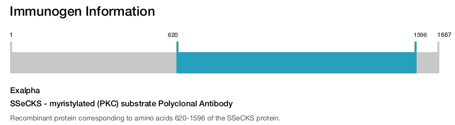 SSeCKS - myristylated (PKC) substrate Polyclonal Antibody