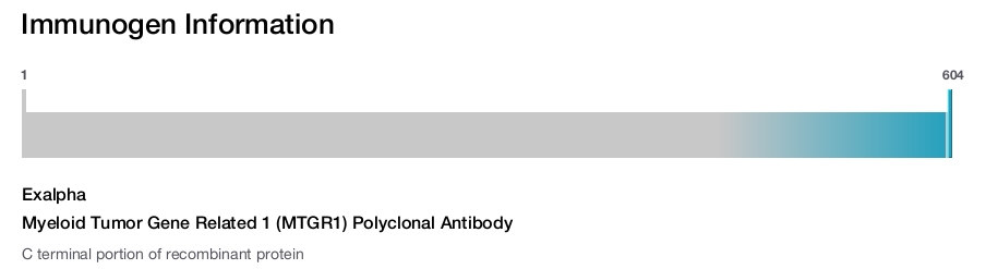 Myeloid Tumor Gene Related 1 (MTGR1) Polyclonal Antibody