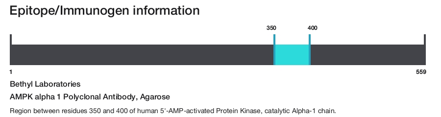 AMPK alpha 1 Polyclonal Antibody, Agarose