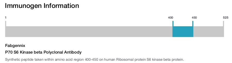 P70 S6 Kinase beta Polyclonal Antibody