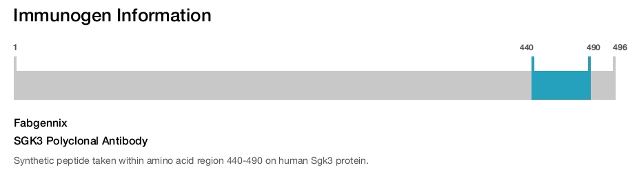 SGK3 Polyclonal Antibody
