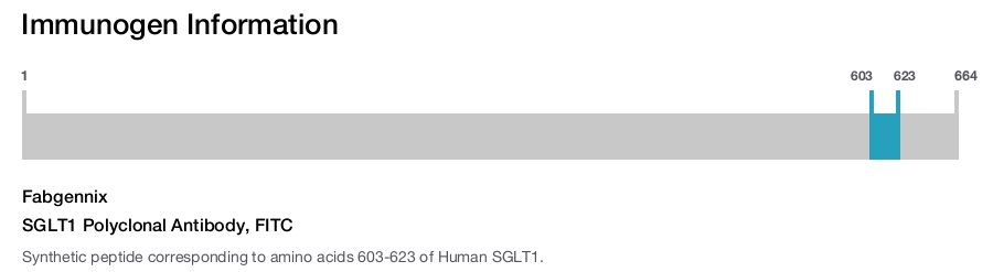SGLT1 Polyclonal Antibody, FITC