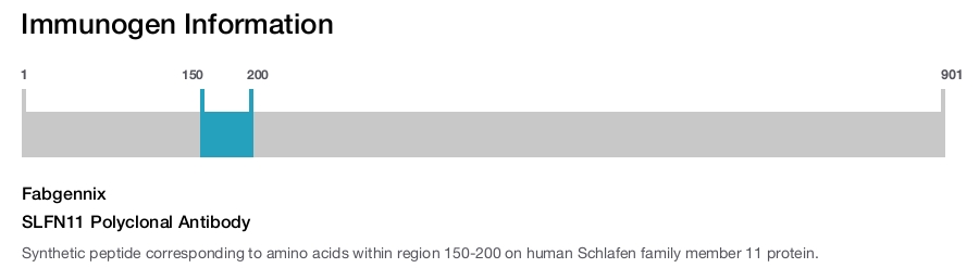 SLFN11 Polyclonal Antibody