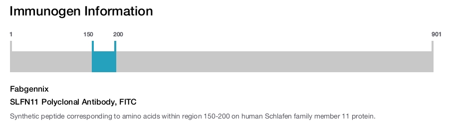 SLFN11 Polyclonal Antibody, FITC