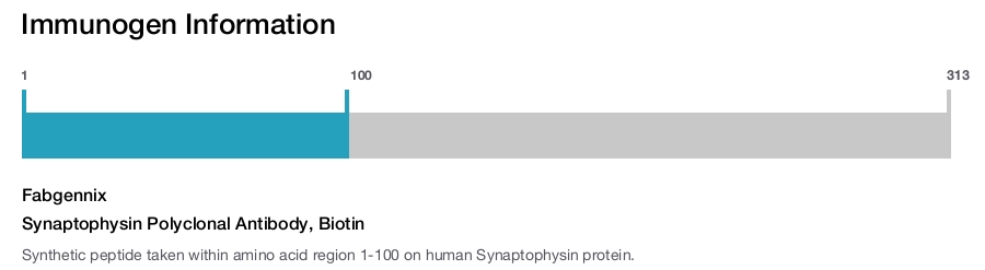 Synaptophysin Polyclonal Antibody, Biotin